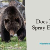 does bear spray expire