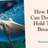 how long can dolphins hold their breath