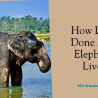 how long done and elephant live