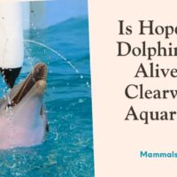 is hope the dolphin still alive at clearwater aquarium