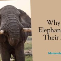 why do elephants flap their ears