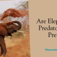 are elephants predators or prey