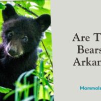 are there bears in arkansas