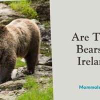 are there bears in ireland