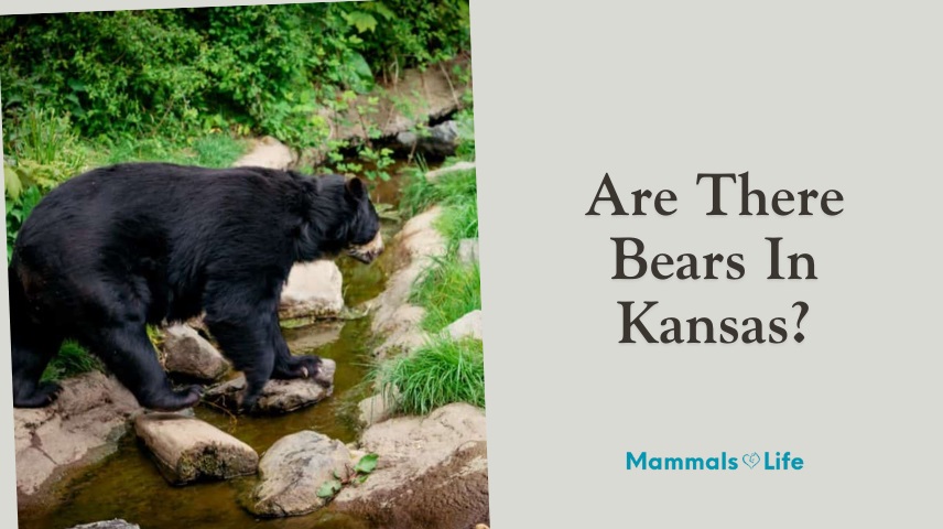 are there bears in kansas