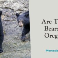 are there bears in oregon