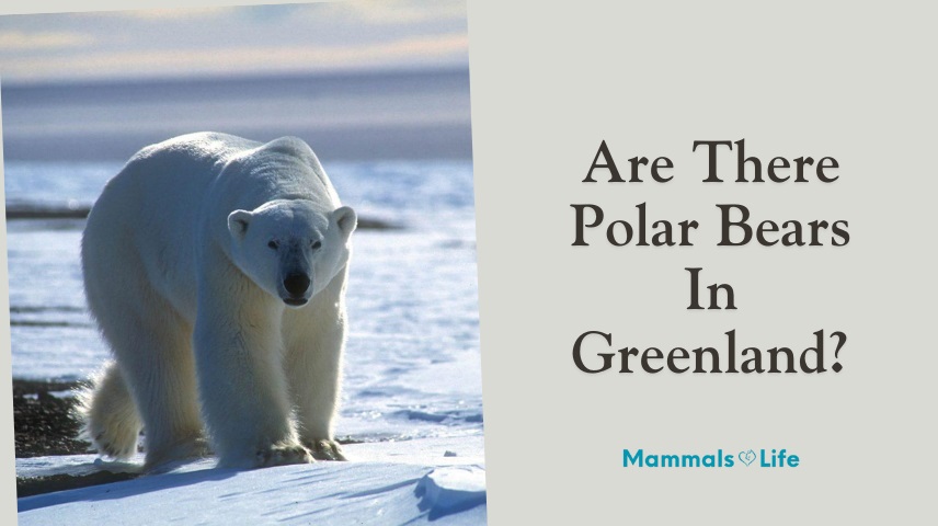 are there polar bears in greenland