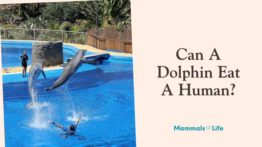 can a dolphin eat a human