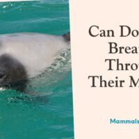 can dolphins breathe through their mouth