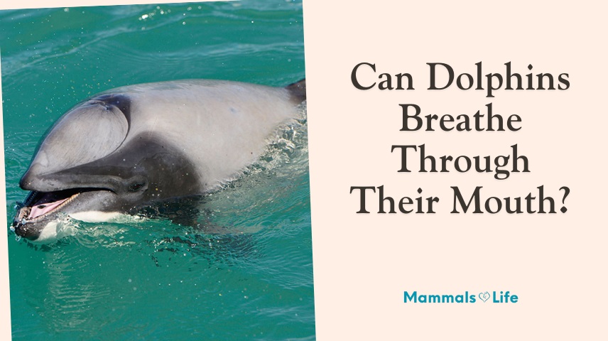 can dolphins breathe through their mouth