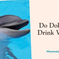 do dolphins drink water