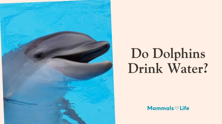 do dolphins drink water