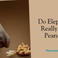 do elephants really like peanuts