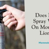 does bear spray work on mountain lions