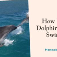 how fast dolphins can swim