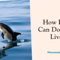 how long can dolphins live