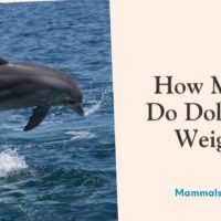 how much do dolphins weigh