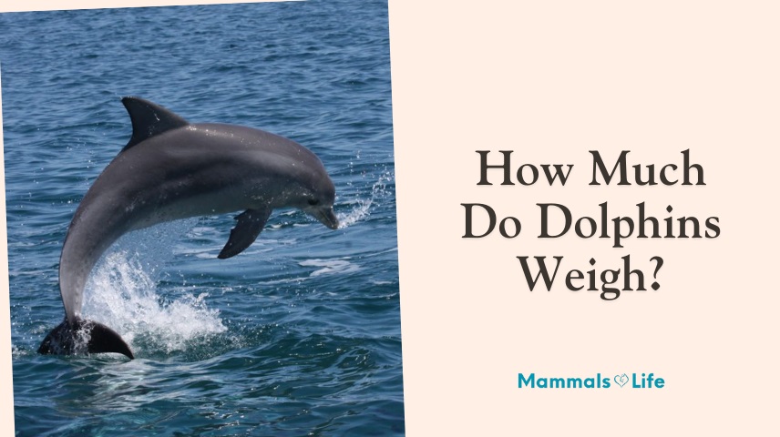 how much do dolphins weigh