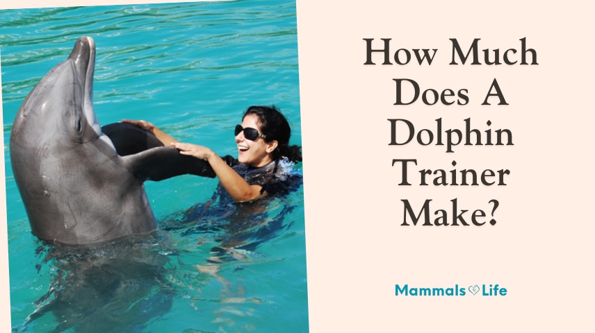 how much does a dolphin trainer make