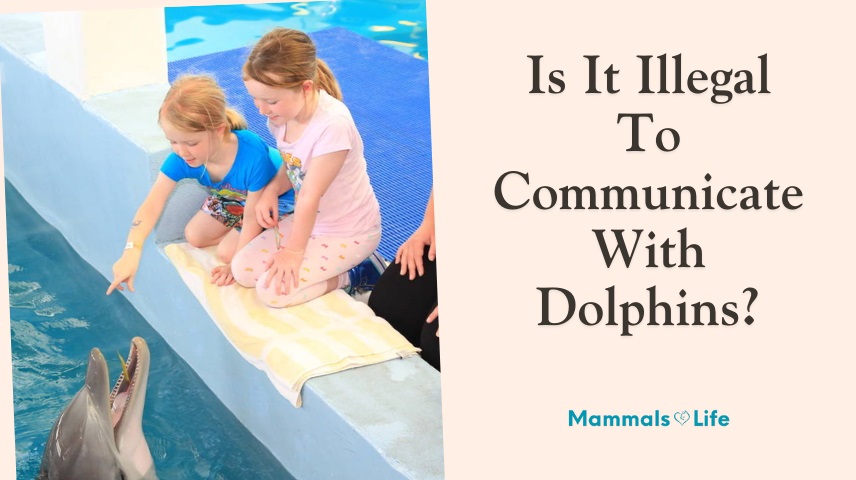 is it illegal to communicate with dolphins