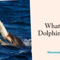 what do dolphins eat