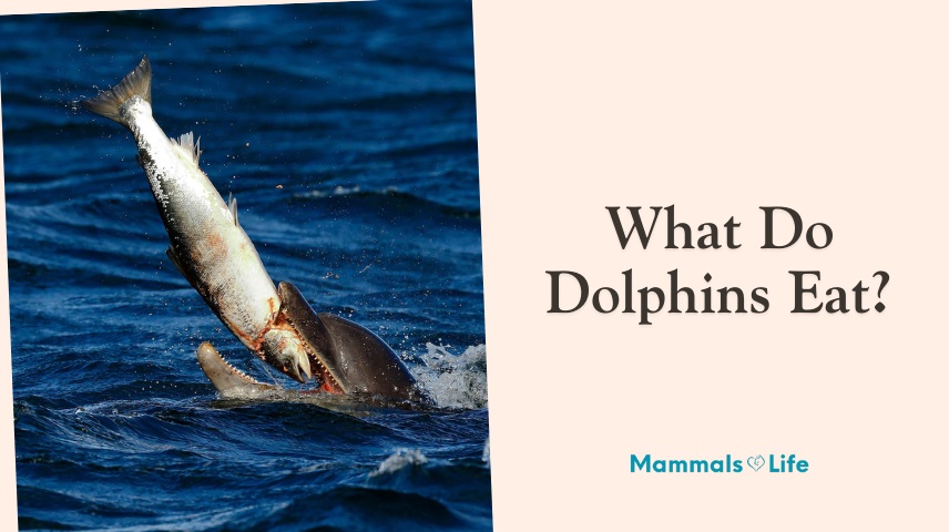 what do dolphins eat