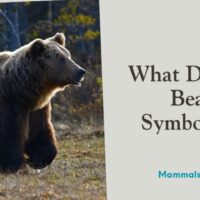 what does a bear symbolize