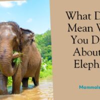 what does it mean when you dream about an elephant