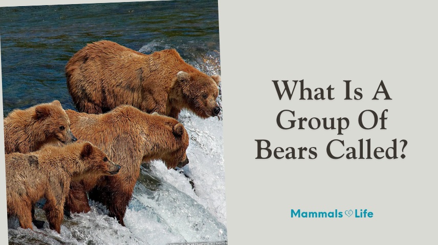 what is a group of bears called