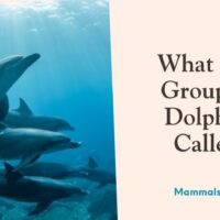 what is a group of dolphins called