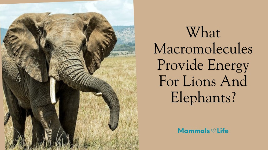 what macromolecules provide energy for lions and elephants