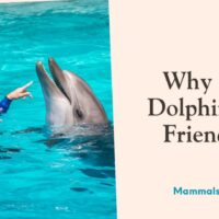 why are dolphins so friendly